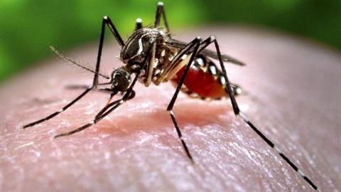 Mosquito-Borne Diseases